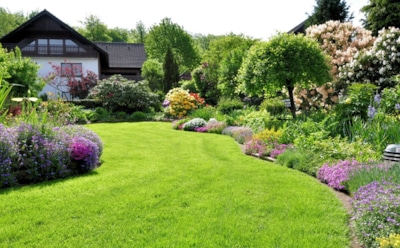 Моему газону все соседи завидуют: вот что нужно сделать в сентябре, чтобы получить пышный зеленый ковер весной