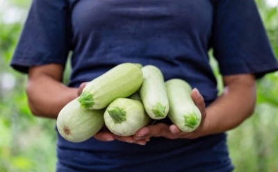 Остальные грустят, а у меня проблем с урожаем нет: я точно знаю, как правильно собирать кабачки, чтобы те хранились без проблем