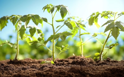 Земля дышит — помидоры радуют: вот мой способ поддерживать грядки без лишних усилий