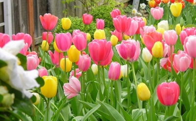 Идеальный тюльпан начинается с луковицы: как выбрать осенью, чтобы наслаждаться весной — основные критерии