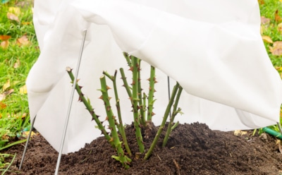 Волшебство под покровом: как правильно укрыть розы — и получить сад мечты в следующем сезоне