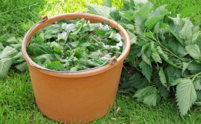 Забудьте про химию навсегда: это природное средство спасет огурцы от болезней и сделает плоды сочнее