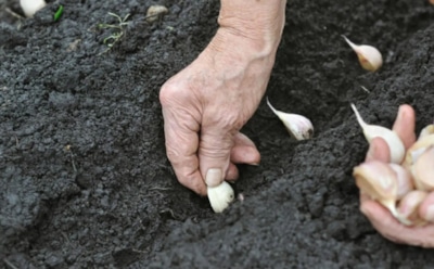 Урожай начинается осенью: сажаю чеснок в сентябре и на следующий год собираю крупные головки