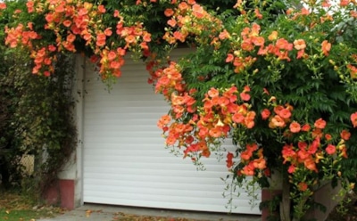 Хотелось украсить двор — а в итоге лиана заняла половину сада: в чем риск посадки кампсиса на участке