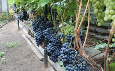 Открыл для себя простые правила: теперь виноград на моей даче не боится ни жары, ни болезней