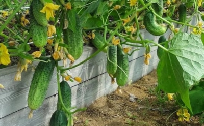 Нашел лекарство для вялых растений: это удивительное средство оживляет огурцы и увеличивает их плодоношение