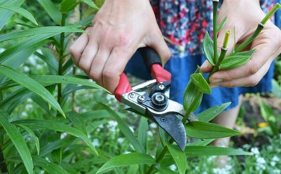 Ошибка с секатором — и конец клумбе: одно неверное движение может оставить лилии без цветов на будущий год