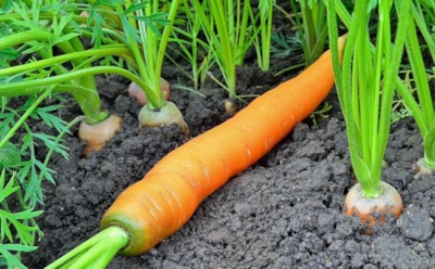 У соседа морковка кривая, а на мою вся деревня налюбоваться не может: а ведь просто нужно правильно за ней ухаживать — вот в чем секрет
