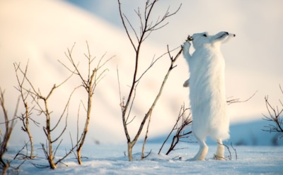 Зайцы не пройдут: стало известно, чем обвязать деревья осенью, чтобы весной они зазеленели