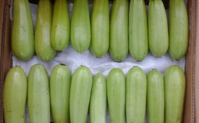 У остальных гниют — мои лежат до самой весны: эти простые правила помогут сохранить урожай кабачков даже в квартире