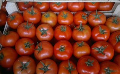 У моих томатов жизнь долгая: знаю, как снимать и где держать плоды, чтобы оставались свежими до весны