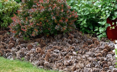 Секрет урожайного сада прост: я использую лесные дары и забываю о пересохшей земле