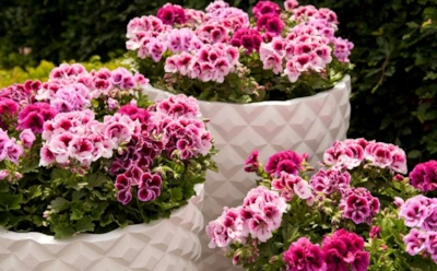 Достаточно одной баночки — и полгода красоты обеспечено: после этого простого удобрения герань отблагодарит пышным цветением