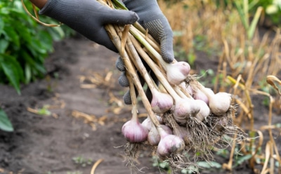 Главный секрет конца лета: простые шаги, которые сохраняют овощи и фрукты до весны