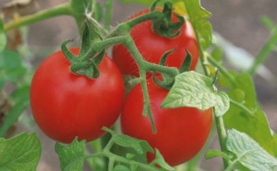 Огородное чудо за копейки: это дешевое средство спасает помидоры от фитофторы — и томаты вновь усыпаны плодами