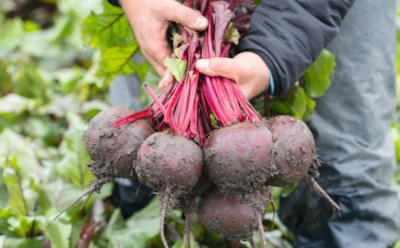 Когда свекла подскажет сама: как распознать идеальный момент для сбора урожая — признаки зрелости без ошибок