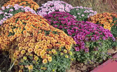 Подготовьте хризантемы к зиме как следует — и они встретят вас весной сочными бутонами: основные осенние правила