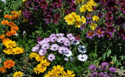 Семян не покупаю — а клумбе все соседи завидуют: делюсь простым секретом сохранения и размножения однолетних цветов