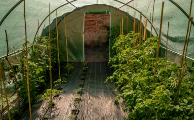 Моя теплица справляется и без капельного полива: рассказываю, как обойтись подручными средствами