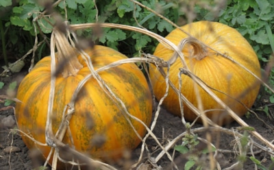 Хвостик не обманет: основные сигналы, которые помогут понять, что тыква созрела