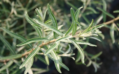 Если ягоды так и не появились — знайте: именно из-за этих ошибок ухода облепиха отказывается давать урожай