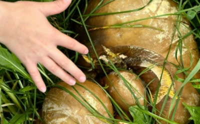 Гигантское чудо в лесах Камчатки: жители полуострова обнаружили колоссальных размеров гриб-рекордсмен