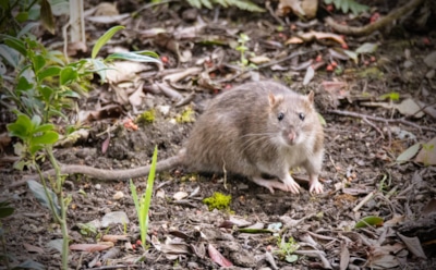 Не нужен яд и ловушки — крысы сбегут сами: эти простые советы помогут навсегда отвадить непрошеных гостей от участка