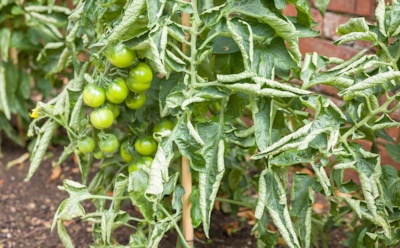 Язык листьев: тайные сигналы пасленовых, которые нельзя игнорировать — о чем говорят перцы, томаты и баклажаны