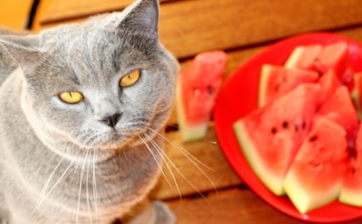 Арбузы и пушистые гурманы: врачи рассказали, как угостить питомца сочной мякотью без вреда для его здоровья