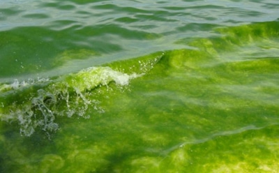 Цветение воды оборачивается катастрофой: экологи нашли каналы распространения опасных водорослей