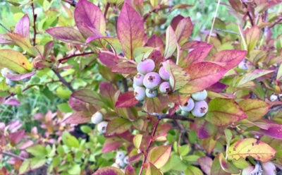 Красные листья на голубике — сигнал тревоги: что это значит и как спасти урожай к осени