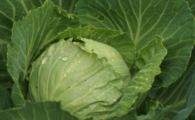 Мои кочаны созревают вовремя — даже в холодный сентябрь: рассказываю, что делать, если завязи вдруг «застыли»