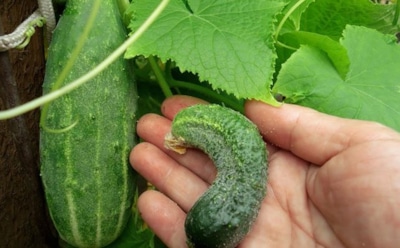 Огурцы выросли крючком — не стоит горевать: раскрываем причины и делимся мерами противодействия