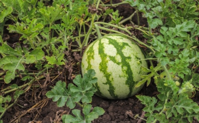 Забудьте о старых советах: стало известно, почему зола губит бахчевые культуры