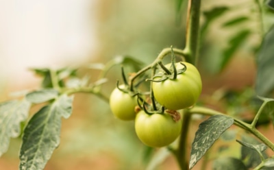 Соседи сначала удивлялись — теперь повторяют за мной: этот маленький секрет поможет ускорить созревание томатов