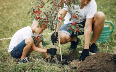 Эту ошибку я больше не повторю: почему нельзя сразу сажать новую яблоню на месте старой — важные нюансы