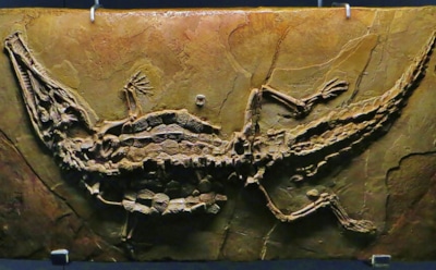 Динозавры при виде его разбегались в панике: археологи нашли останки доисторического сухопутного крокодила