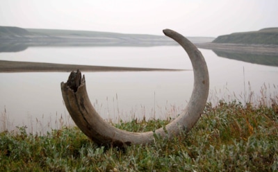 Ушел за рыбой — вернулся с древностью: кировчанин нашел бивень мамонта на дне реки