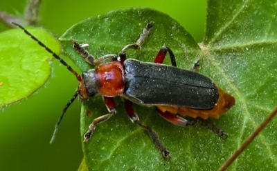 Терпкий щит против жуков: эти ароматные травы помогут сократить численность вредителей