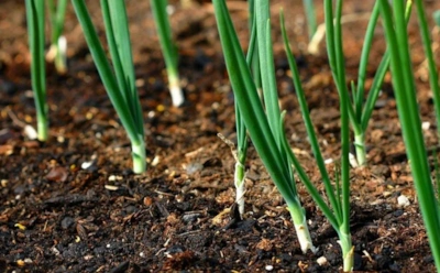 Удивите соседей в апреле: соберите свежую зелень с грядки раньше всех — вот мой проверенный способ