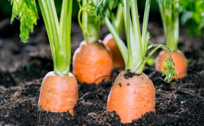 Морковь выкапывать не тороплюсь — потому она у меня слаще меда: только правильное время уборки обеспечит сахарный вкус — берите на заметку