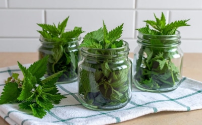 Крапива вкуснее огурцов — и такое бывает: держите необычный рецепт маринованной закуски