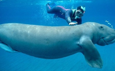 Русалки возвращаются на Восток: гигантский дюгонь вновь показался у берегов Китая