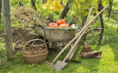 Осень ошибок не прощает: какие промахи на грядке лишат вас урожая весной