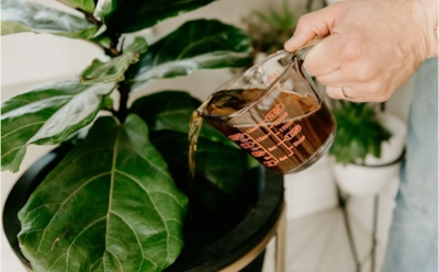 Секрет уютных подоконников раскрыт: я узнал про необычную подкормку для растений — весь дом теперь утопает в зелени