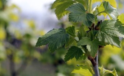 Смородина чахнет — урожай не светит: опасный вредитель прячется в побегах — узнайте, как с ним справиться