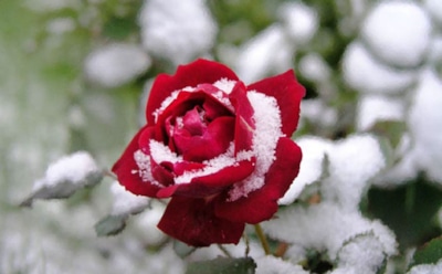 Укутываю розы лучше, чем себя — и весной они благодарят пышным цветом: делюсь правилами предзимней подготовки