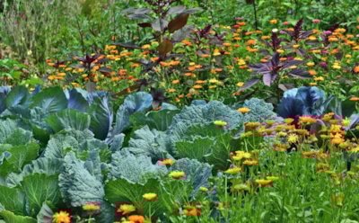 Рыбкой пахнет во дворе, зато и урожай в 2 раза больше — используем проверенный лайфхак для сада