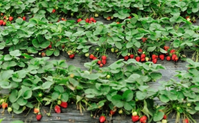 Осенью кусты не трогаю — и клубника благодарит крупными ягодами в новом сезоне: чем опасна предзимняя обрезка листьев