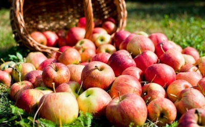 Урожай яблок завалил двор — используем с положительным эффектом: превратите переизбыток фруктов из проблемы в удобрение